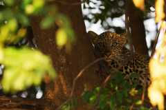 Baby Leopard Zambia