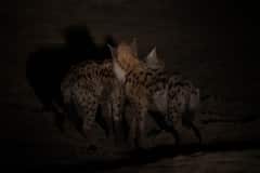 Hyenas Dancing in the Night