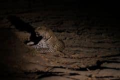 Night Leopard