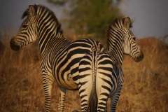 Sunrise Zebras