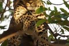 Tree Leopard Portrait