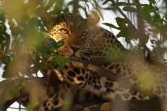 Zambian Leopard Mother