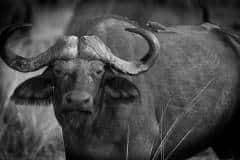 Zambian Water Buffalo