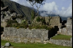 Lone Tree Machu Pichu