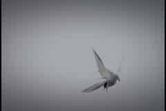 Diving Arctic Tern