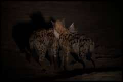 Hyenas Dancing in the Night