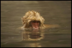 Japanese mountain winter monkey