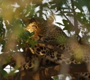 Zambian Leopard Mother