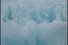 Arctic Gulls on ice