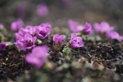 Flowers svalbard