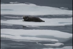 Grandpa seal on ice