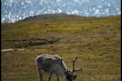 Grazing Reindeer Svalbard