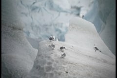 Gulls on ice