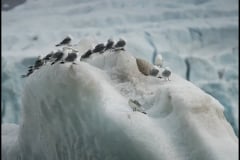 More gulls on Ice