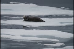 Old seal on ice