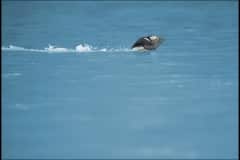 Puffin landing