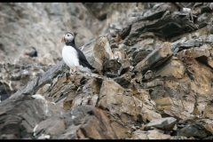 Puffin on rock