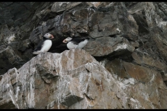 Puffins on rock