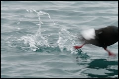 Scaredy Puffin