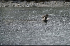 Seal on rock