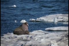 Sun bathing walrus