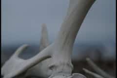 Svalbard Antlers 2