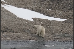 Svalbard Polar bear