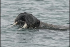 Swimming Walrus Svalbard