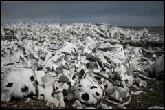 Walrus Graveyard Svalbard