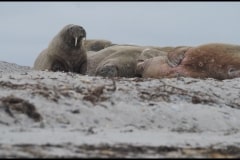 Walrus on Sand