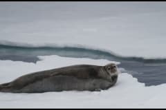 Young seal on ice