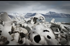 walrus Graveyard Svalbard close